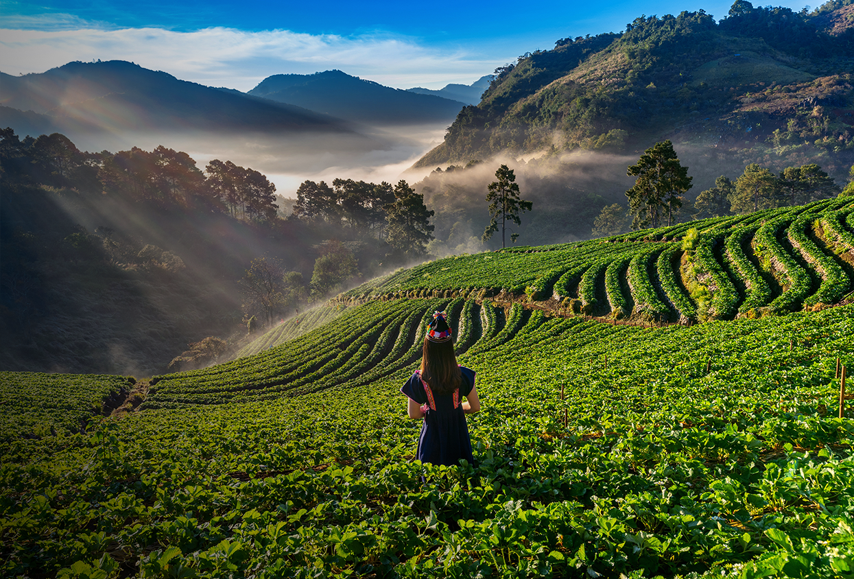 Misty Tea Plantations of Nuwara Eliya
